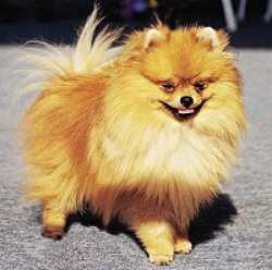 SPITZ PITIC GERMAN